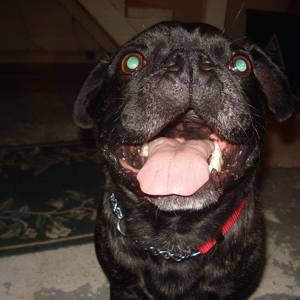 Meet your Posher, Alex